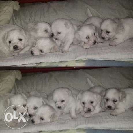 Puppies for Sale Bichon Frise x Poodle