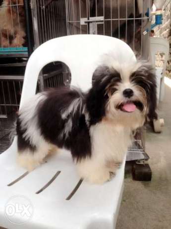 male shi tzu shihtzu shitzu puppy for sale