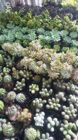 Cactus and Succulents Bagsakan in Quezon City