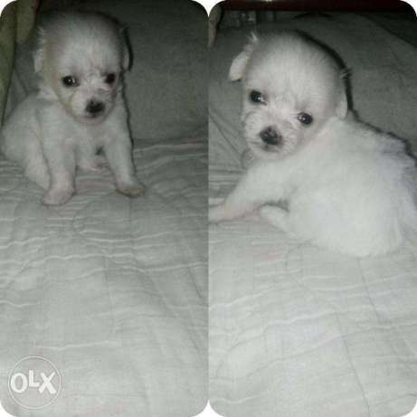 poodles for sale olx