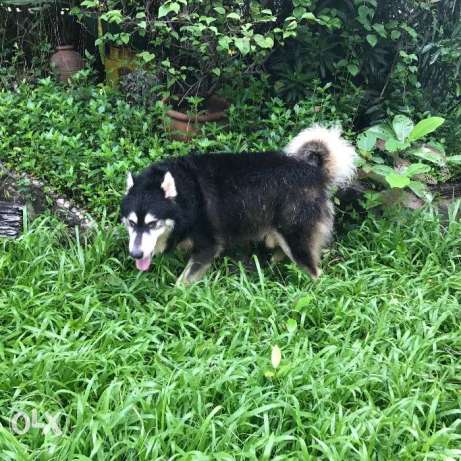 Alaskan malamute