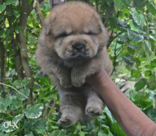 Imported line (Thailand X Europe) Chow Chow Puppy – Champ line