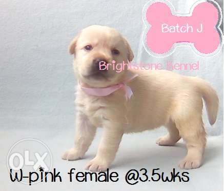 20 RM Top Quality Labrador Retriever Puppies w PCCI Champ Line