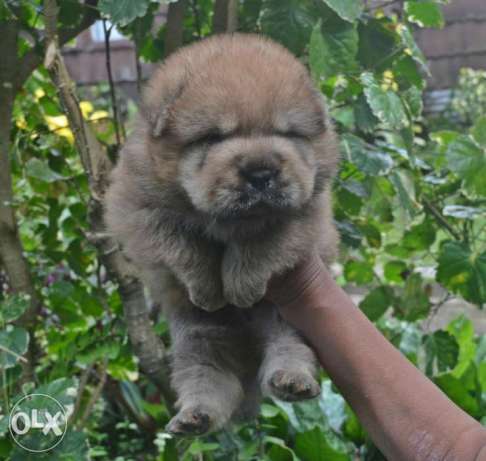 Imported line (Thailand X Europe) Chow Chow Puppy – Champ line