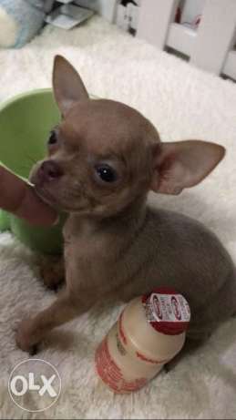 Chihuahua Super Teacups Blue Female and Tan Male