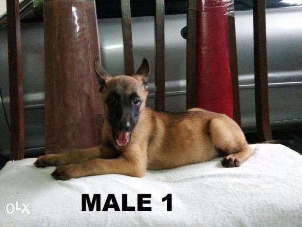 Belgian Malinois Puppies MALE only
