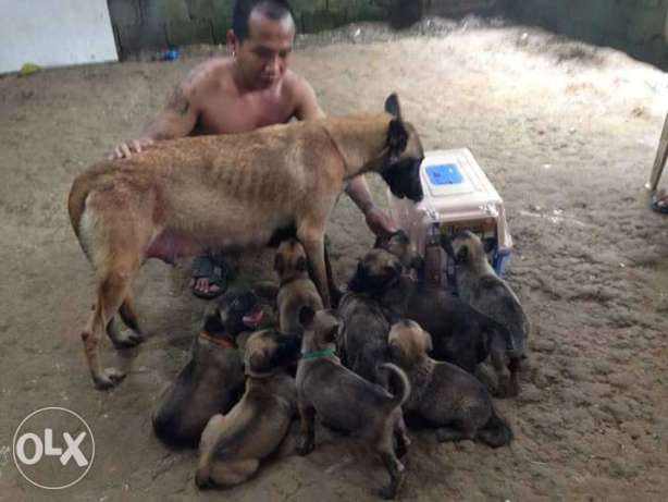 Rush Belgian Malinois Puppies.