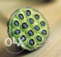 lotus plants and seeds