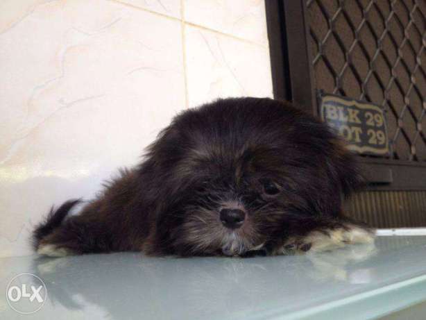 Shih Tzu Puppy – Chewy's grand pups Liverline