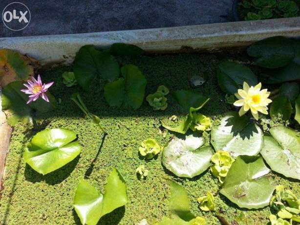 lotus plants and seeds