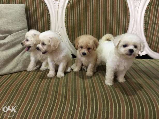 Bichon Frise Puppies!