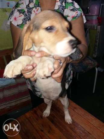 Pure breed Beagle puppy (Female)