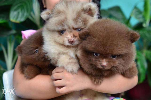 chocolate pomeranian