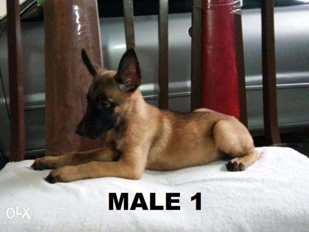 Belgian Malinois Puppies MALE only