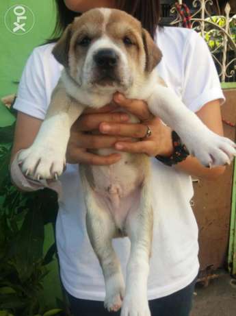 Labrador X To St.Bernard #02