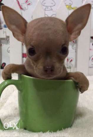 Chihuahua Super Teacups Blue Female and Tan Male