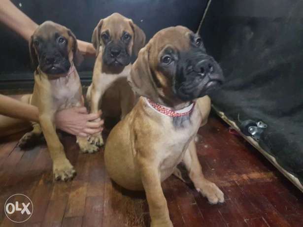 Bullmastiff All Females Giant Puppies Pcci complete