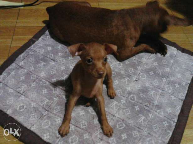 Miniature pinscher (Minipin) for sale!