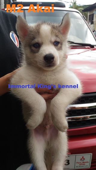 Siberian husky, import line, wooly line