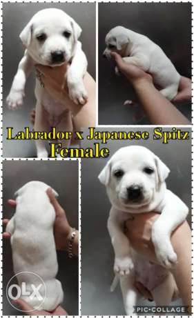 Labrador Japanese spitz (crossbreed)