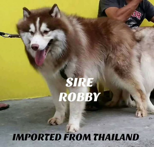 Siberian husky, import line, wooly line