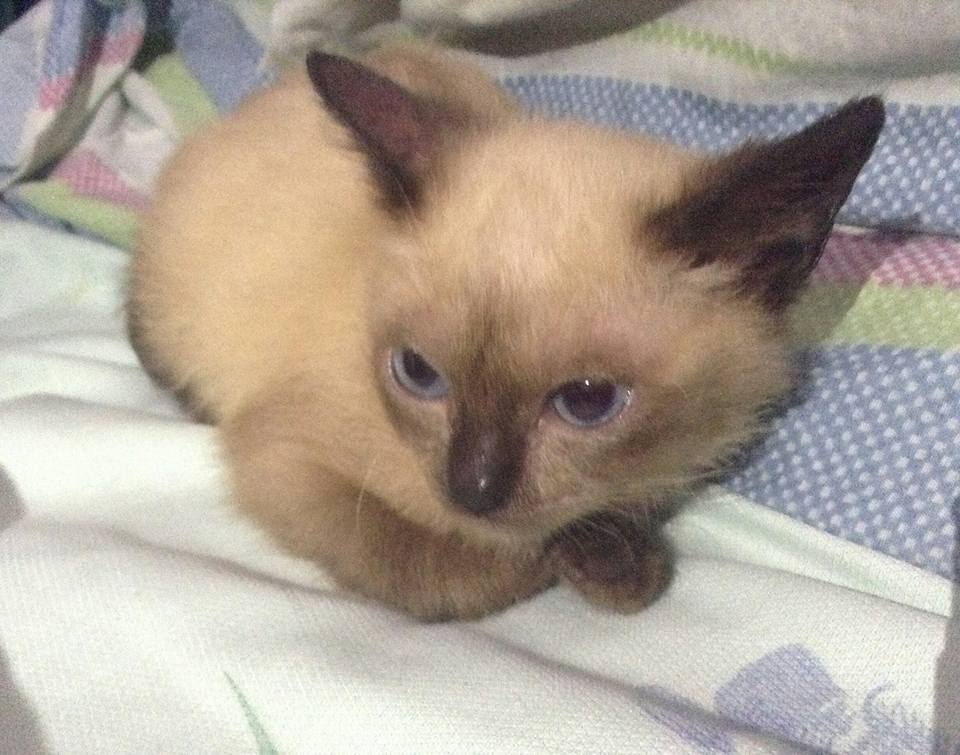 Siamese X Burmese Male Kitten