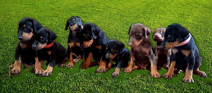 Doberman puppy