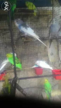 Lovebirds Parakeets