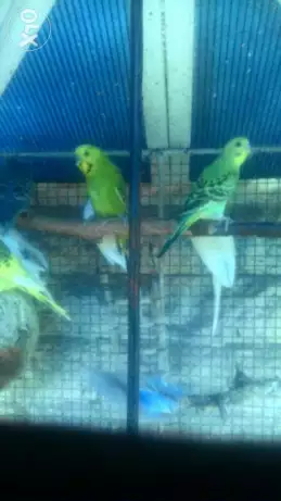 Lovebirds Parakeets