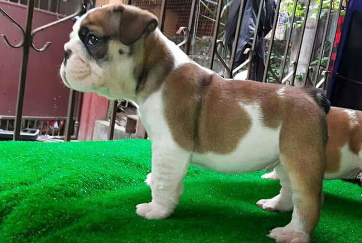 English bulldog puppies