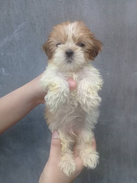 Lhasa Apso Puppies 6000php