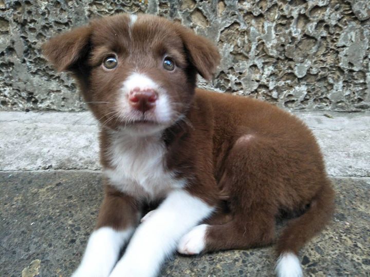 PUPPY!! BORDER COLLIE!