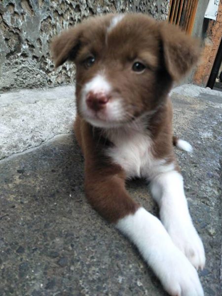 PUPPY!! BORDER COLLIE!