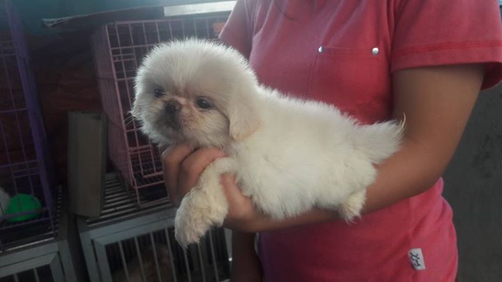 Pekingese puppy