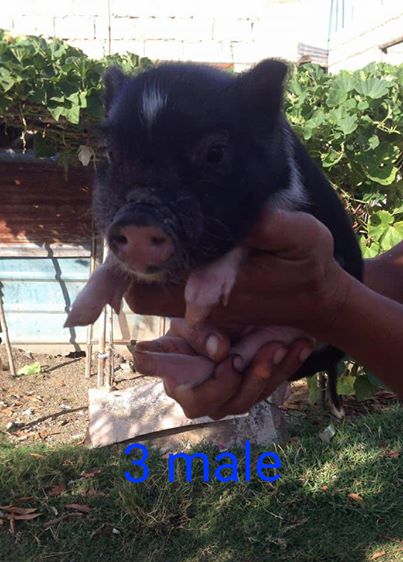 Potbellied pig
