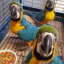 wide species of birds and parrots available for sale.