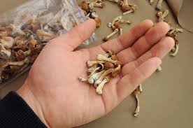Buy quality Pychedelics,magic mushrooms,shrooms,Psilocybin, gymnopilus, panaeolus and copelandia