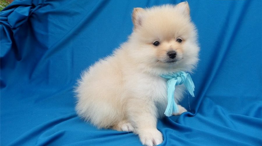 Pomeranian puppy girl/boy