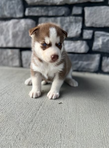 Registered Siberian Huskies