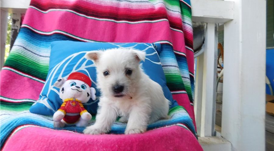 West Highland Terrier Puppies