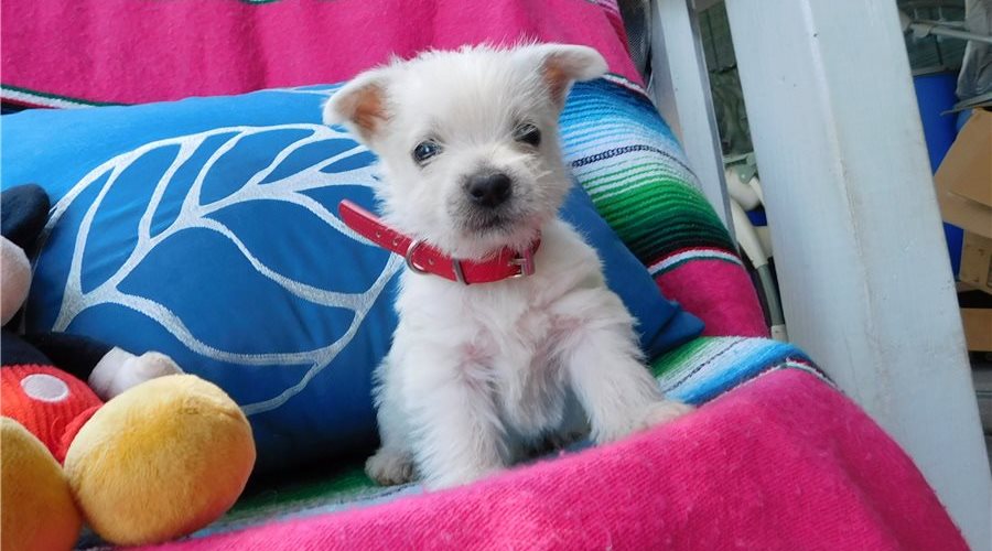 West Highland Terrier Puppies