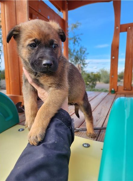 Belgian Malinois puppies