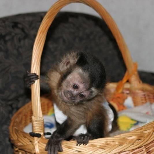 Lovely male and female Finger Marmoset monkeys