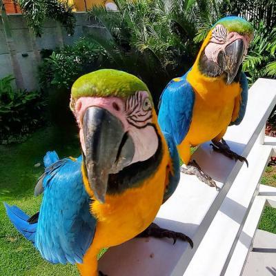 Blue and Gold Macaw Parrots