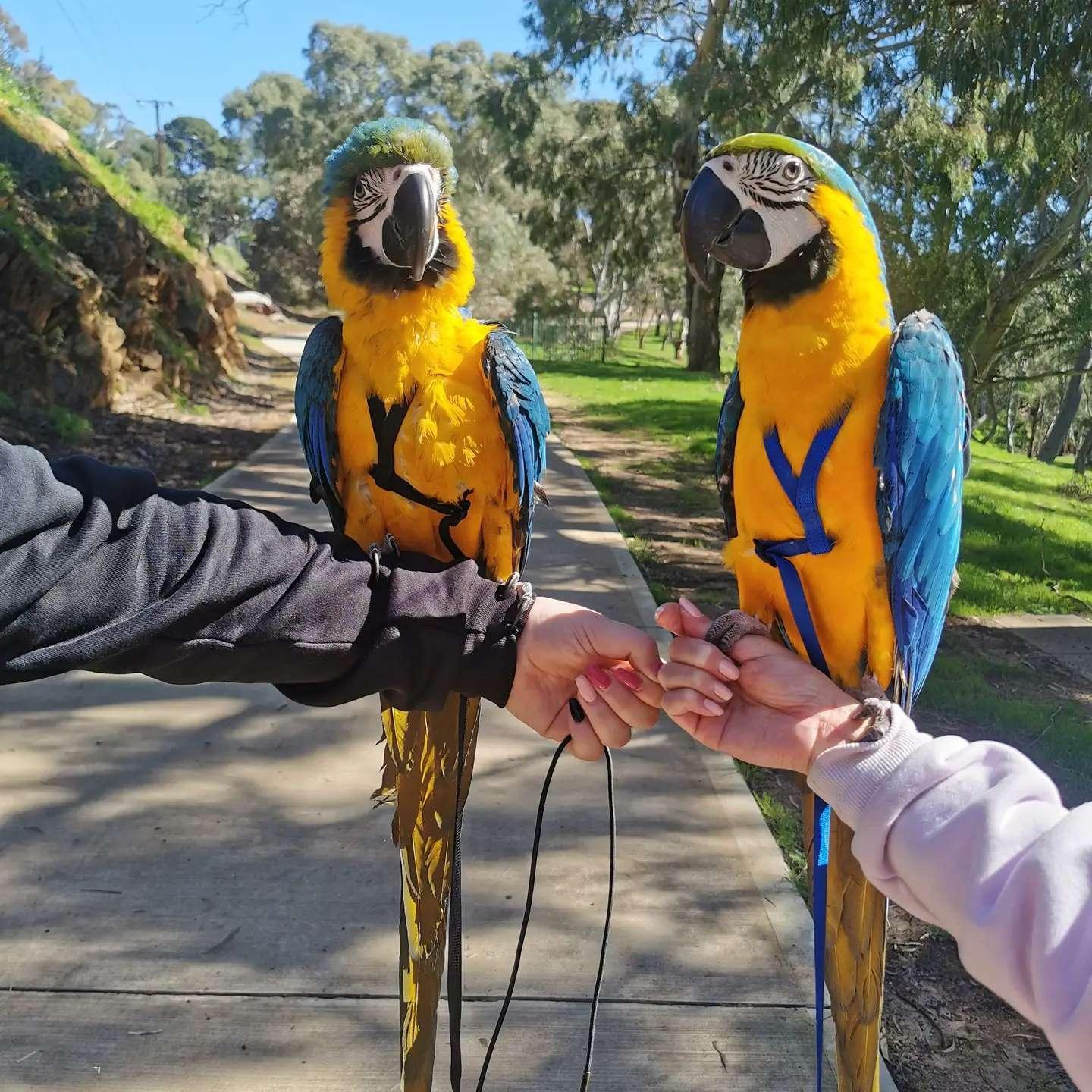 Blue and Gold Macaw Parrots