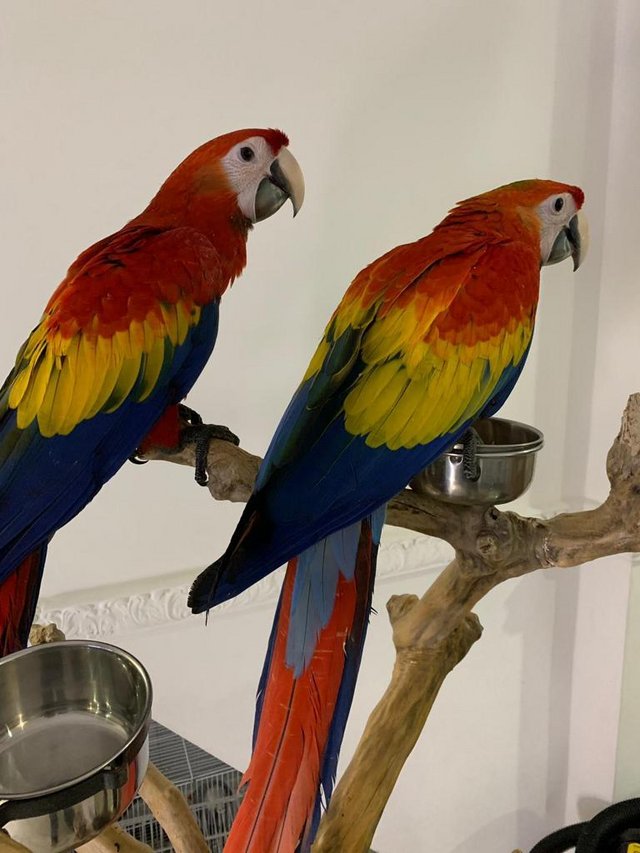 Baby scarlet macaw. Hand reared . Very tame.