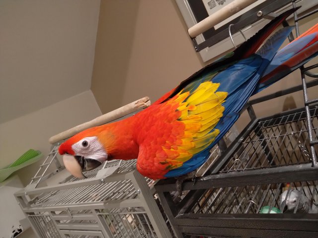 Baby scarlet macaw. Hand reared . Very tame.