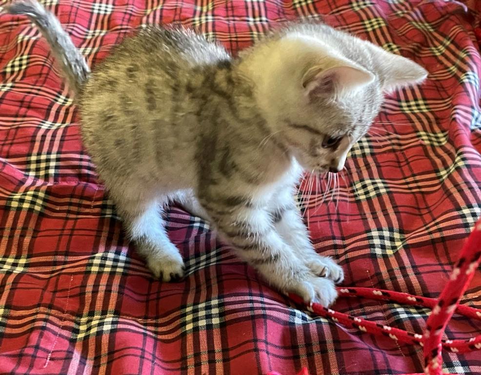 Pedigree Egyptian Mau Kittens