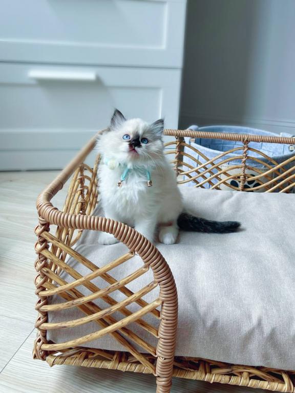 Pedigree Ragdoll kittens