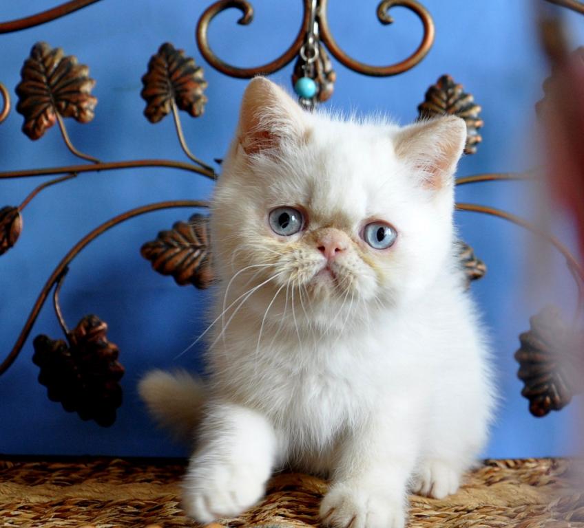 Pedigree Exotic shorthair Kittens